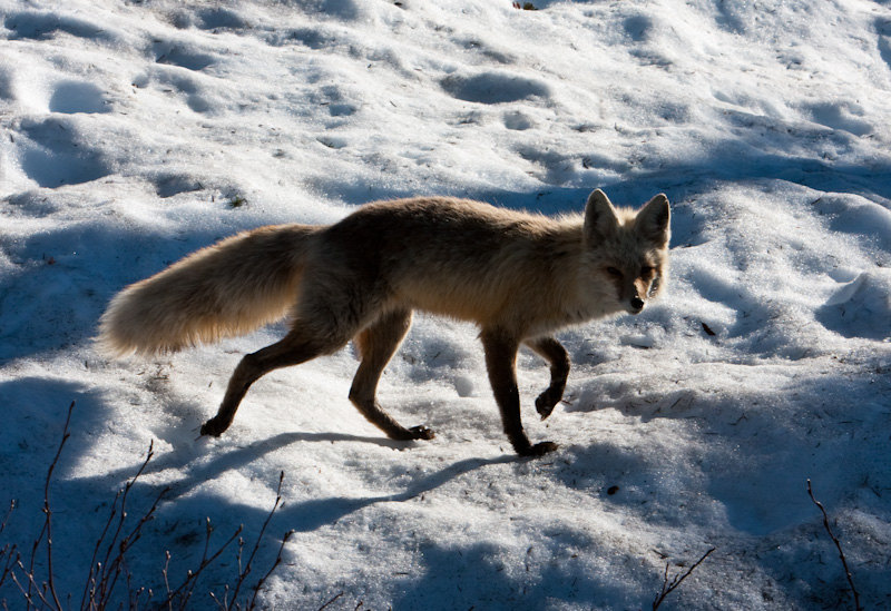 Red Fox